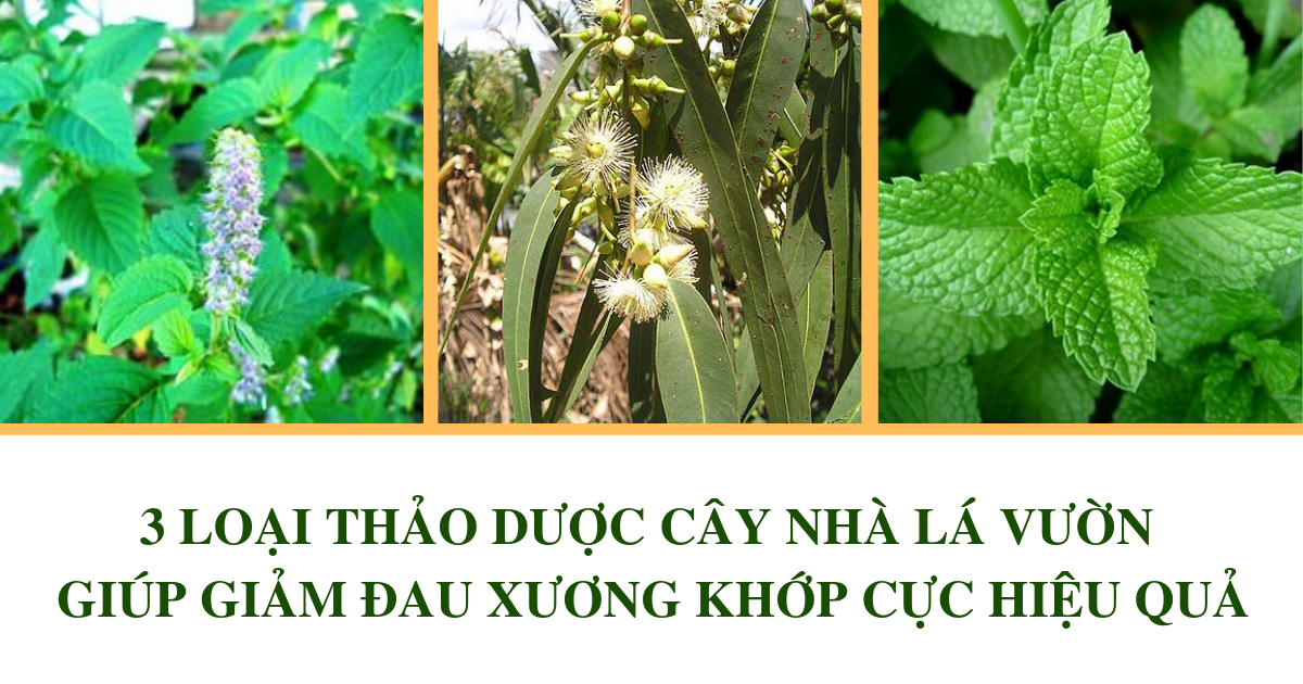 Bị đau nhức xương khớp mà không biết tới 3 loại thảo dược cây nhà lá vườn thì quá đáng tiếc